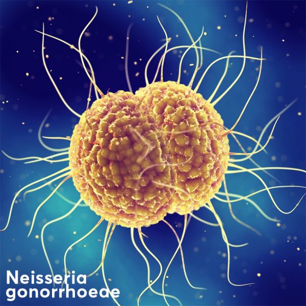 Neisseria gonorrhoeae